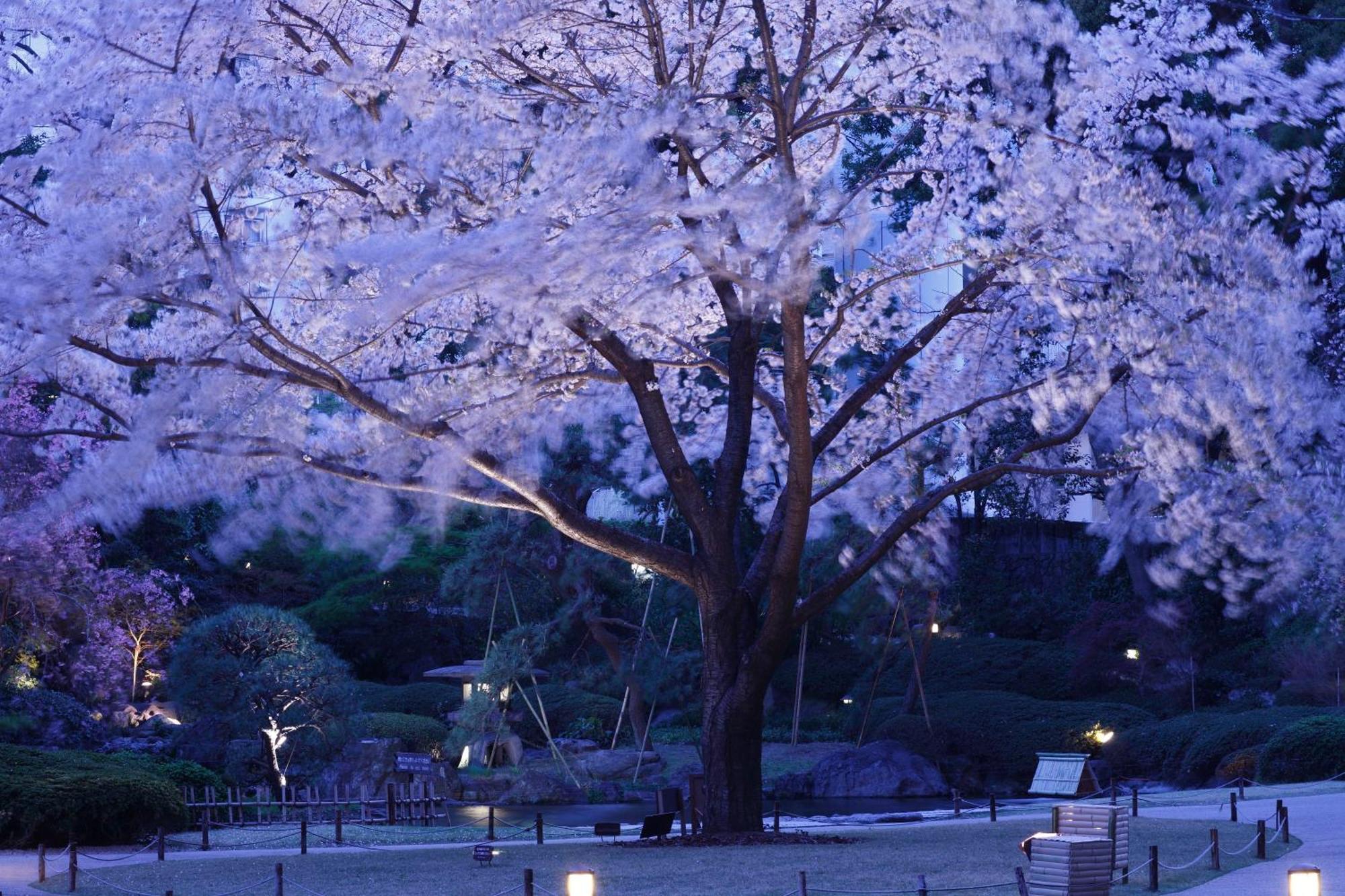 Grand Prince Hotel Shin Takanawa Präfektur Tokio Exterior foto Cherry blossoms at night